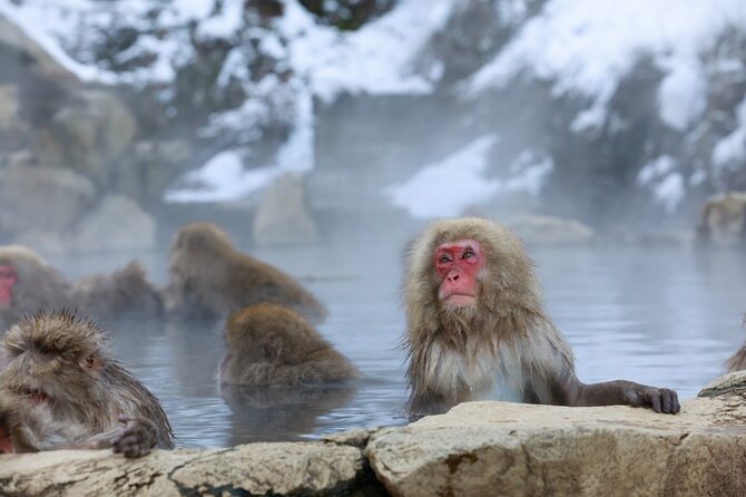 1-Day Private Snow Monkey ZenkoJi Temple & SakeTasting NaganoTour - Sake Tasting Experience