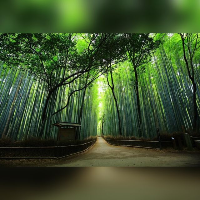 10 Hrs Full Day Kyoto Tour W/Hotel Pick-Up - Experience