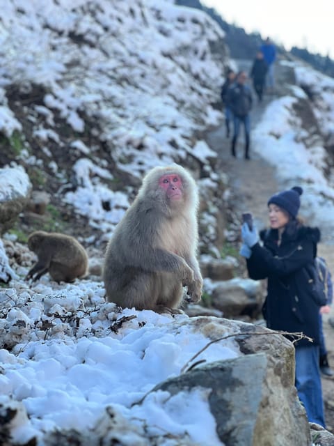 A Memorabele Snow Monkey Park and Zenkoji Temple Tour - Full Description
