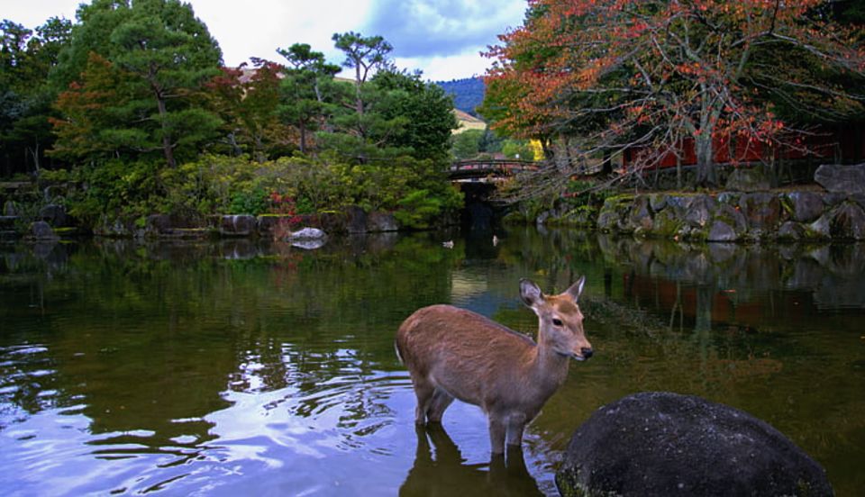 From Osaka: 10-hour Private Custom Tour to Nara - Itinerary