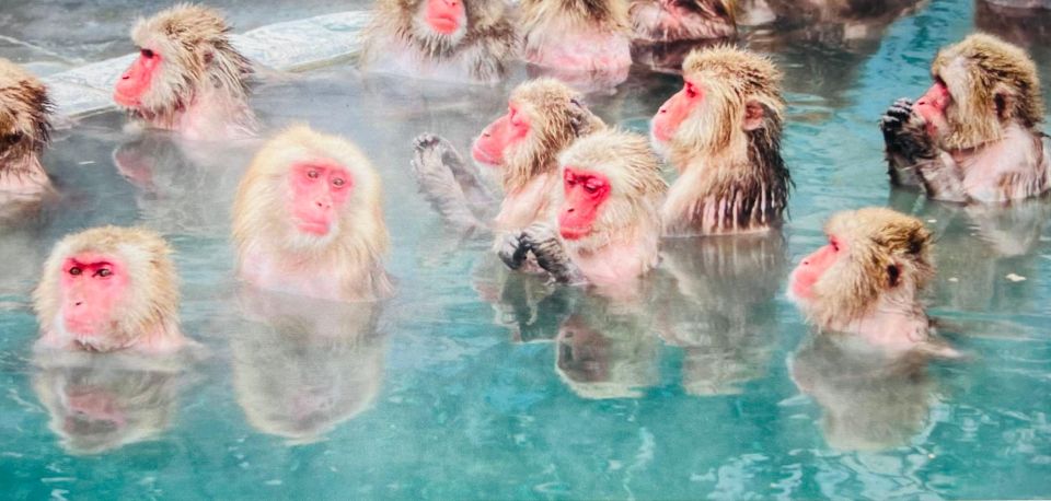 From Tokyo or Nagano: Jigokudani Snow Monkey Park & Zenko-Ji - Availability and Booking