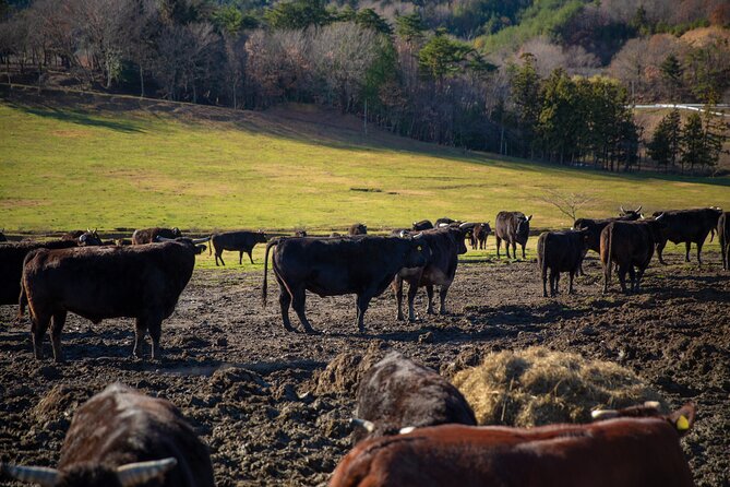 Fukushima Daiichi Nuclear Power Plant Visit 2 Day Tour From Tokyo - Customer Reviews