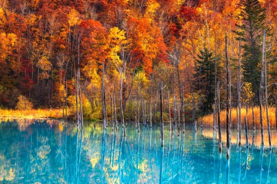 Hokkaido: Asahiyama Zoo, Furano, and Ningle Terrace Tour - Customer Reviews