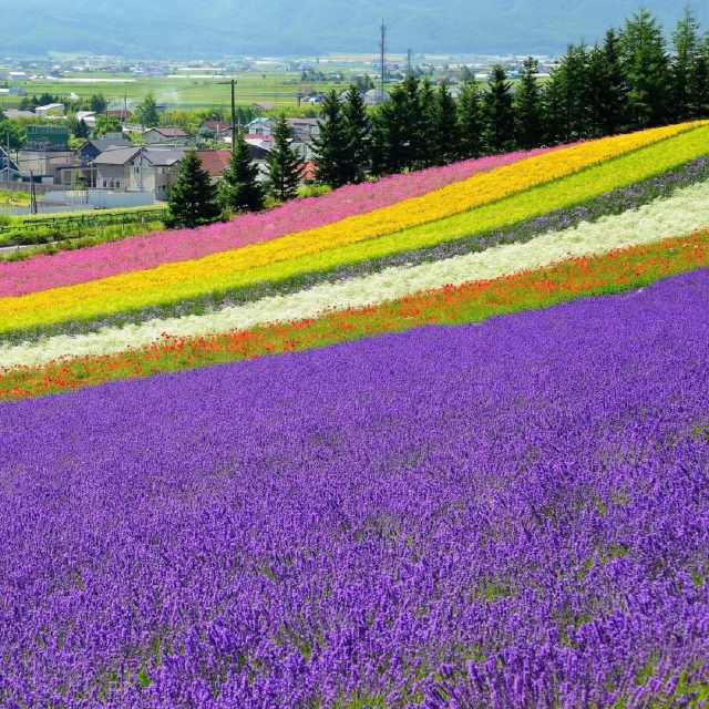 Hokkaido: Biei Blue Pond and Furano Flower Farm Day Trip - Experience Description