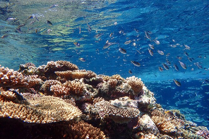 [Input TEXT TRANSLATED INTO English]:Kabira Bay Sup/Canoe Blue Cave Snorkeling[Directions]:The Given Input TEXT Is Already in English, so No Translation Is Necessary - Reviews