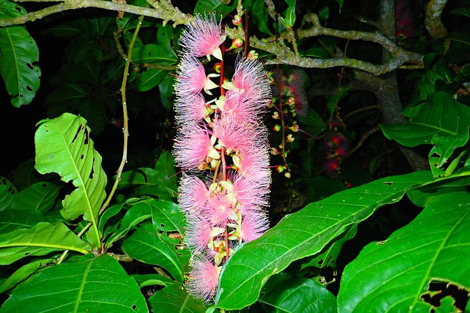 Iriomote Island Sagaribana Viewing Tour (Limited From June to August) - Accessibility and Group Size