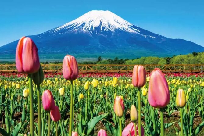 Mt. Fuji Majestic Tours : Shinjuku to Arakurayama and Beyond - Optional Activities at the Park