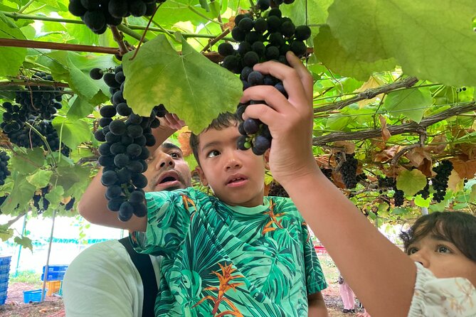 Mt. Fuji, Mt Fuji Panoramic Ropeway & Seasonal Fruits Picking - Tour Highlight Features