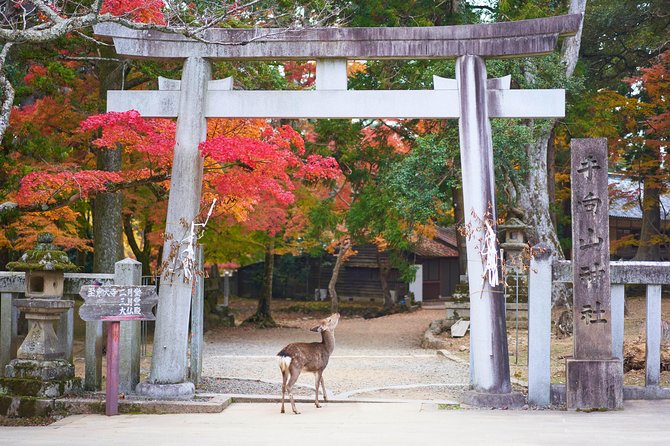 Nara Custom Full Day Tour - Customer Reviews and Testimonials