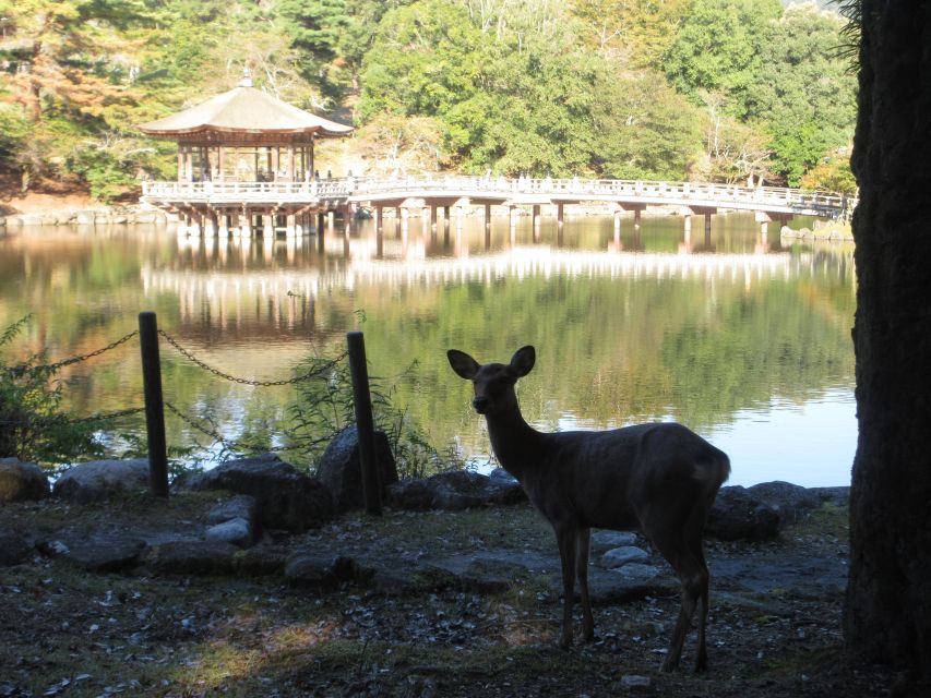 Nara: Giant Buddha, Free Deer in the Park (Italian Guide) - Inclusions