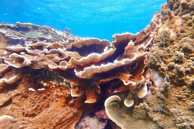 [Okinawa Miyako] Natural Aquarium! Tropical Snorkeling With Colorful Fish! - Tips for a Memorable Snorkeling Experience