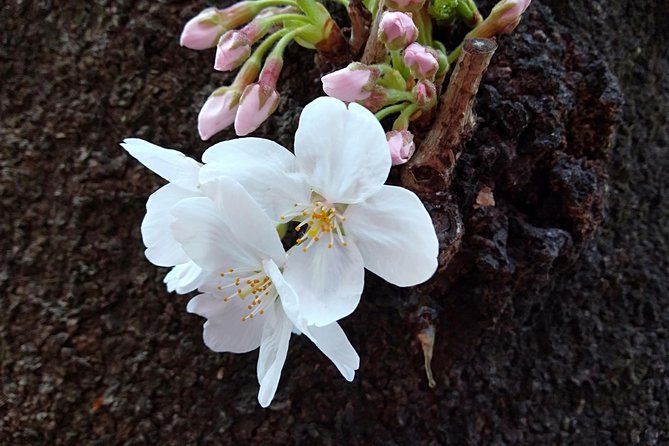 Private Guide Tour in Tokyo Half Day - Booking Information