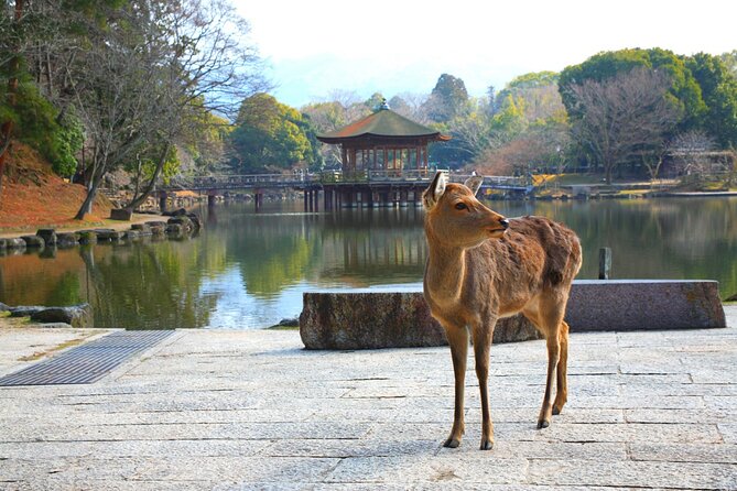 Private Journey in Nara's Historical Wonder - Pricing and Group Size Information