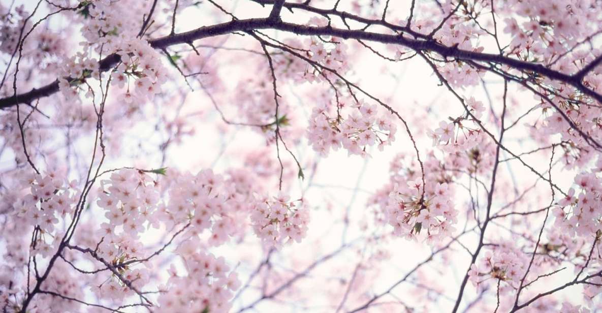 Tokyo Private Photo Tour With a Professional Photographer - Customer Reviews