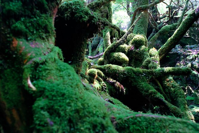 Yakushima Private Island Sights Tour With English Speaking Guide - Confirmation Details