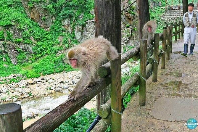1-Day Private Snow Monkey ZenkoJi Temple & SakeTasting NaganoTour - Zenkoji Temple Visit