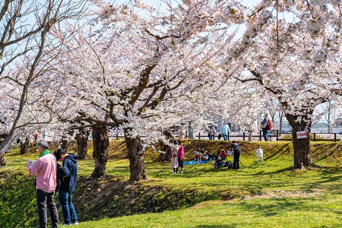 4 Hour Private Cherry Blossom "Sakura" Experience in Nagasaki - Conclusion
