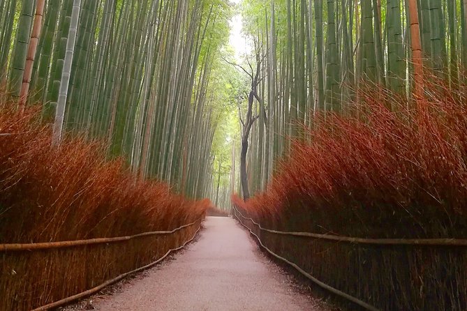 Afternoon Arashiyama Bamboo Forest & Monkey Park Bike Tour - Traveler Photos