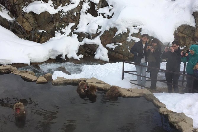 Explore Jigokudani Snow Monkey Park With a Knowledgeable Local Guide - Traveler Experiences and Reviews