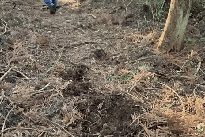 Forest Bathing in Temple and Enjoy Onsen With Healing Power - Natures Healing Effects on Mind and Body