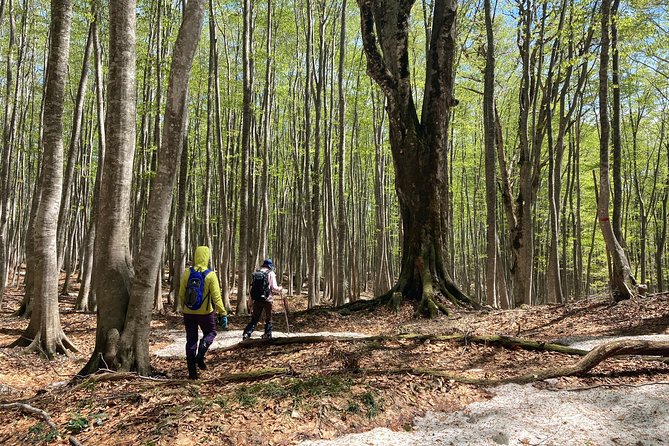 Forest Healing Around the Giant Beech and Katsura Trees - Private Tour Experience