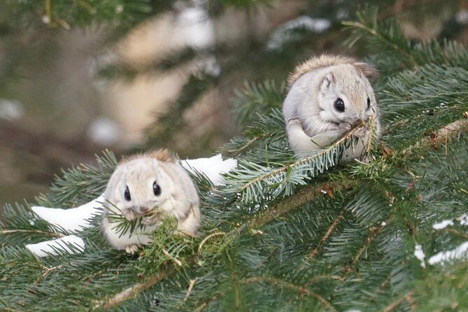 Frepe Falls Snowshoeing Full of Shiretokos Charms - Tips for a Memorable Experience