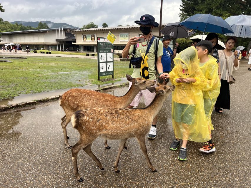 From Osaka/Kyoto: Kyoto & Nara Bus Tour W/ Kinkakuji Ticket - Important Information