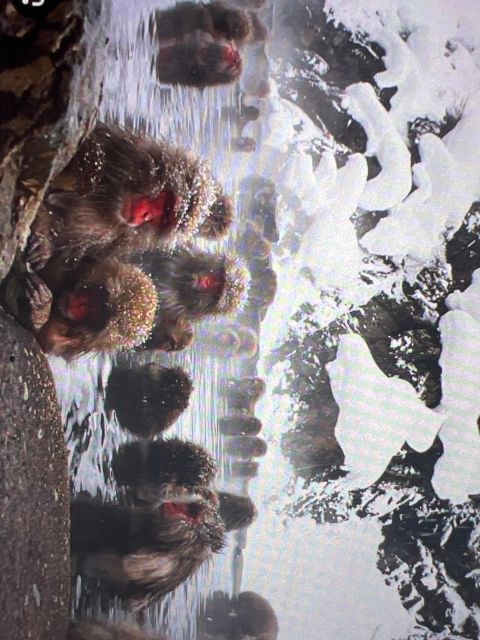 From Tokyo or Nagano: Jigokudani Snow Monkey Park & Zenko-Ji - Customer Reviews