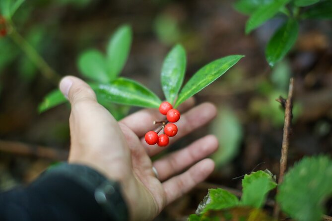 Hike up Mt. Omine and Enjoy the View of Miyajima - Additional Information