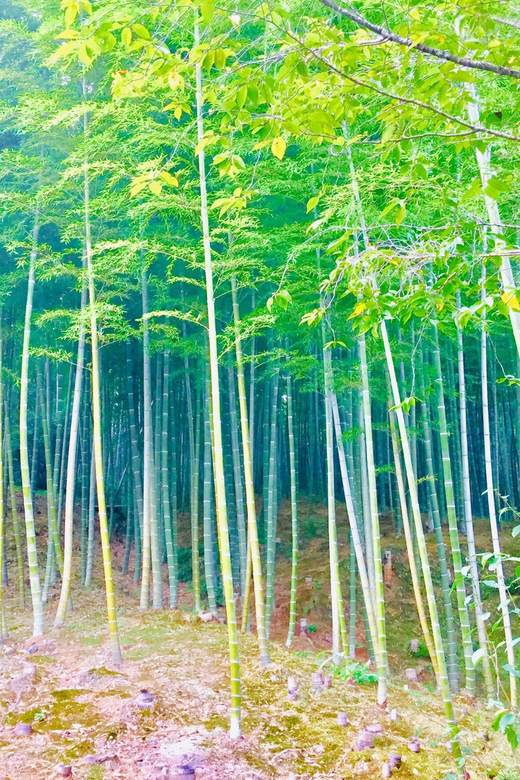 Kyoto, Arashiyama: Bamboo Grove Half-Day Private Guided Tour - Description