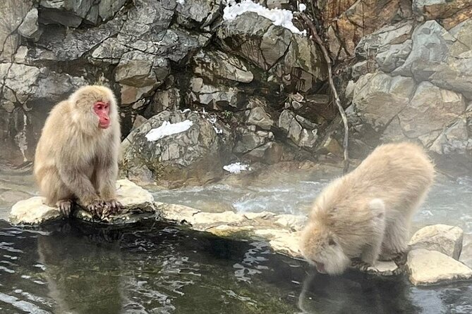 Nagano Full Day Tour Jigokudani Snow Monkey Park Zenkoji Temple - Meet Your Guide: Nomi
