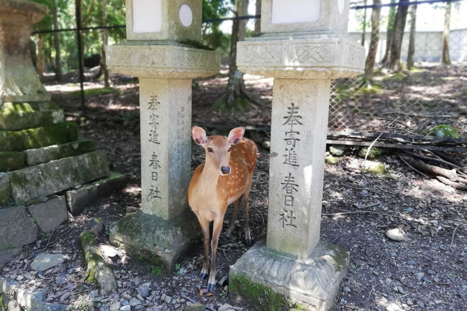 Nara: Half-Day UNESCO Heritage & Local Culture Walking Tour - Meeting Point