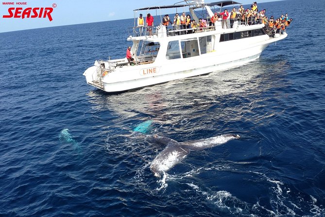 Okinawa Whale Watching From Naha - Refund and Rescheduling Policies