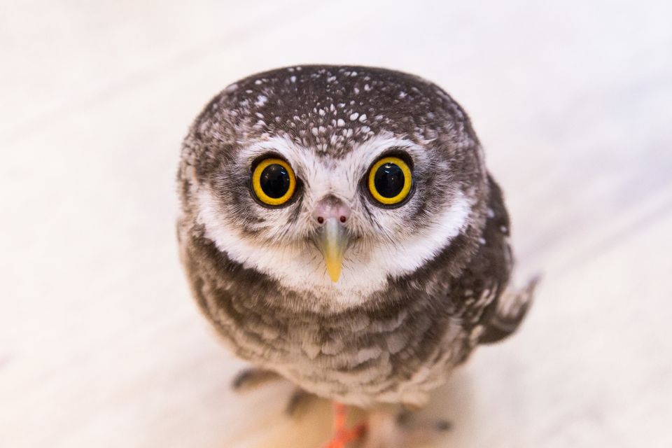 Owl Cafe Tokyo Akiba Fukurou - Location and Meeting Point