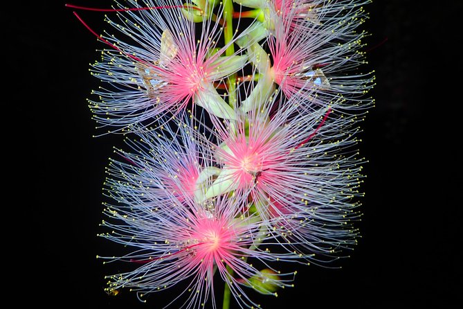 Sagaribana SUP / Canoe Tour in the Early Morning (Limited From June to August) - Reviews