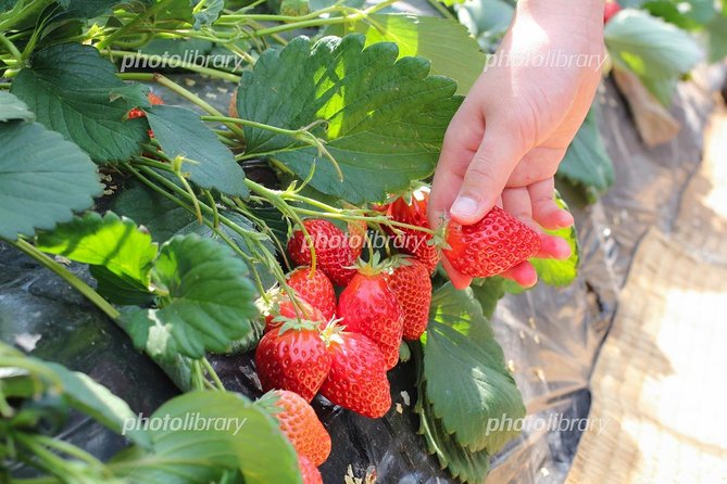 Short Day Trip Chater Bus to Strawberry Picking & Shop in Fukuoka - Refund Policy