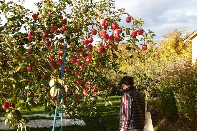 Apple Picking and Hirosaki Full Day Private Tour - Pricing and Terms
