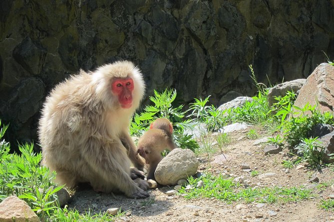 Explore Jigokudani Snow Monkey Park With a Knowledgeable Local Guide - Additional Information
