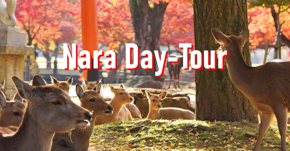 From Osaka: 10-hour Private Customized Tour to Nara - Last Words