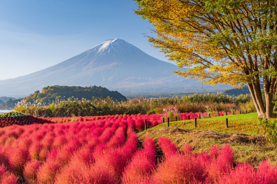 From Tokyo: Mount Fuji Highlights Private Day Tour - Language Options