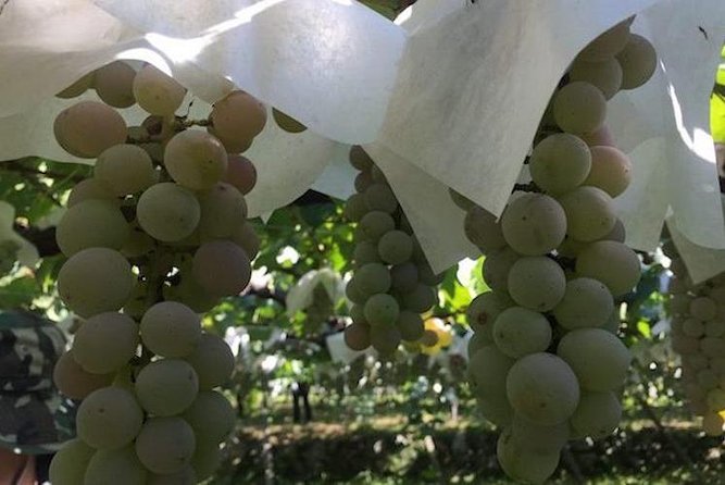 Japanese Cuisine Making Tour With Wine Experience by Yokohama Winery - Conclusion