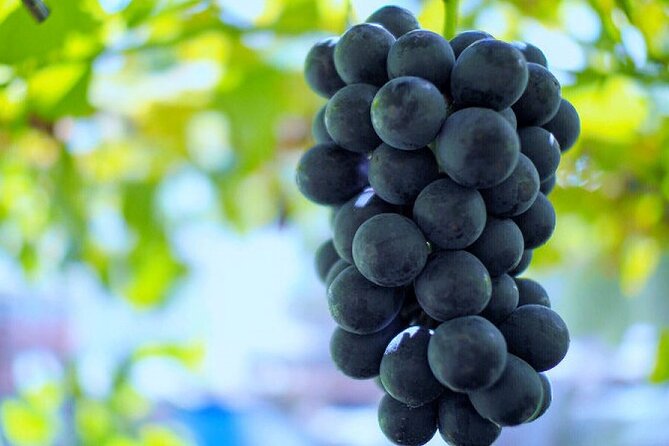 Mt. Fuji, Mt Fuji Panoramic Ropeway & Seasonal Fruits Picking - Japanese Cherries Feedback