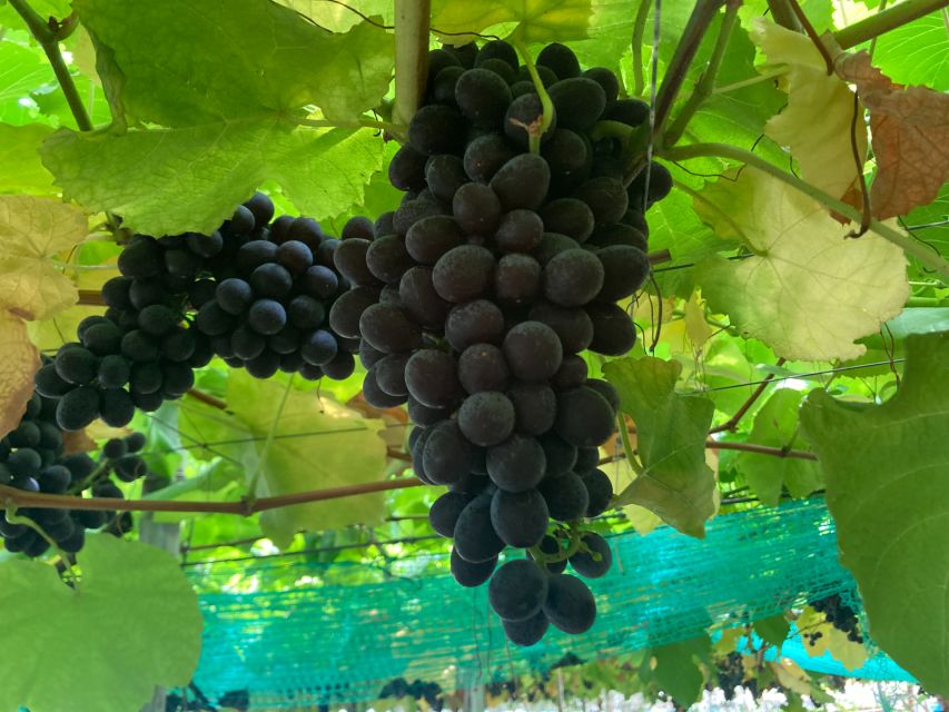 Mt. Fuji, Panoramic Ropeway & Seasonal Fruits Picking - Directions