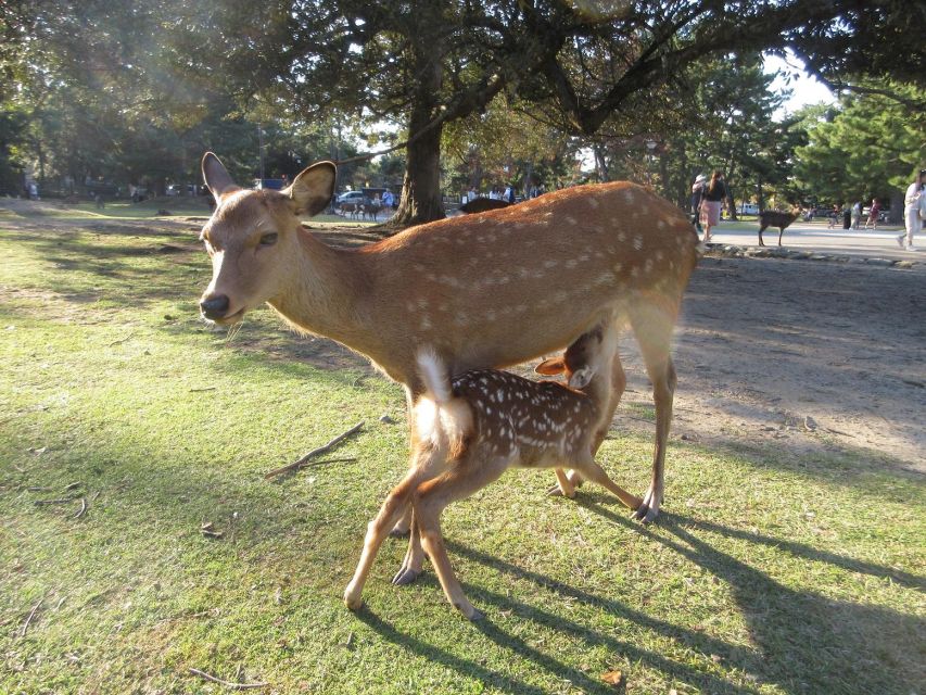 Nara: Giant Buddha, Free Deer in the Park (Italian Guide) - Customer Reviews
