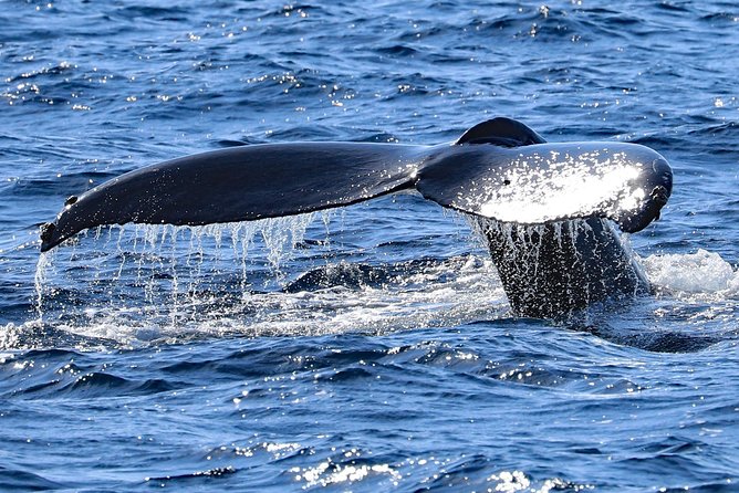 Okinawa Whale Watching From Naha - Health and Safety Considerations