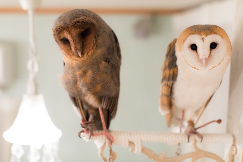 Owl Cafe Tokyo Akiba Fukurou - Customer Reviews and Ratings