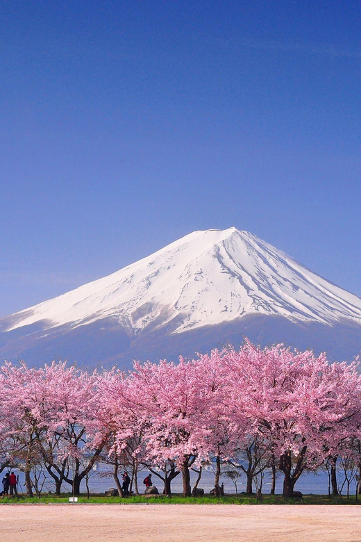 Private Day Trip to Mt. Fuji & Hakone Cherry Blossoms - Last Words