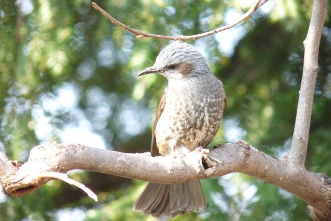 Private Morning Hike Around Nikko Toshogu Shrine - Hike Route Description