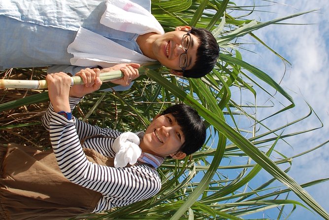 Sugarcane Cutting Experience With Okinawas Grandfather - Expectations and Restrictions