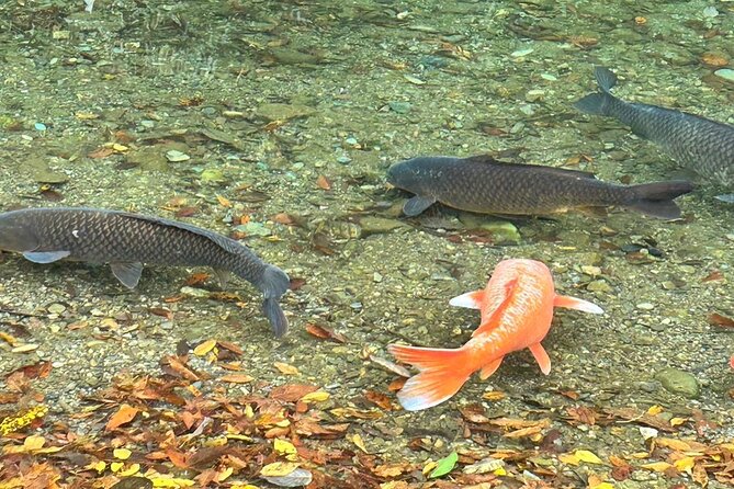 Tour Ise on a Rental Electric Scooter 90min - Exploring Ise on Scooter